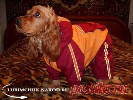 Одежда для домашних питомцев - 3