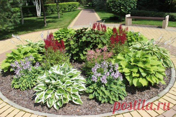 20-ка лучших многолетних растений для сада: названия и фото