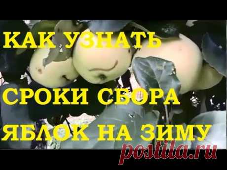 Как узнать точно сроки сбора яблок на хранение.