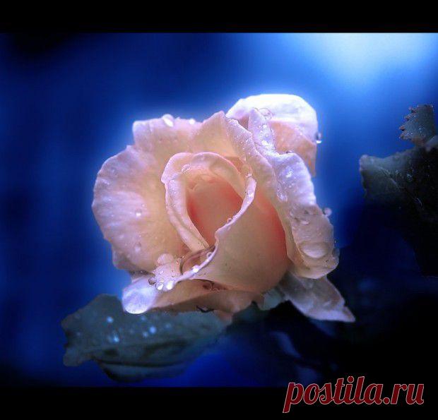 Роза на синем фоне.