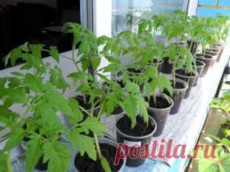 Необычный способ посадки помидоров осенью под зиму. | Любимая Дача | Яндекс Дзен