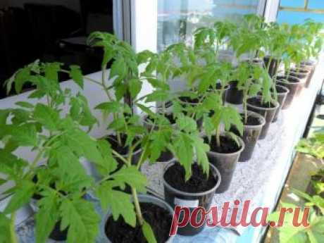 Необычный способ посадки помидоров осенью под зиму. | Любимая Дача | Яндекс Дзен