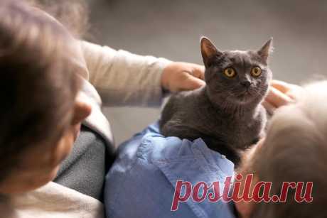 Почему кошки мнут свою постель?
Одно из интересных явлений, которое давно вызывает вопросы у хозяев кошек, — это ритмичные движения кошки, когда она мнёт лапами разные поверхности. Если вы когда-нибудь задумывались, почему ваш пушистый друг так делает, вы не одиноки. Кошачий массаж не только выглядит мило, но и является сложным действием, которое не сводится к простому желанию кошки почувствовать себя комфортно.
Изображение от  Freepik
