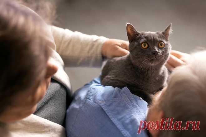 Почему кошки мнут свою постель?
Одно из интересных явлений, которое давно вызывает вопросы у хозяев кошек, — это ритмичные движения кошки, когда она мнёт лапами разные поверхности. Если вы когда-нибудь задумывались, почему ваш пушистый друг так делает, вы не одиноки. Кошачий массаж не только выглядит мило, но и является сложным действием, которое не сводится к простому желанию кошки почувствовать себя комфортно.
Изображение от  Freepik
