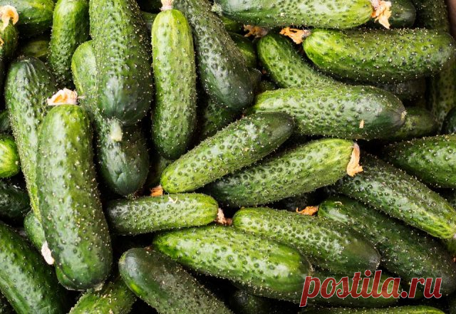 20 популярных сортов и гибридов огурцов для засолки и консервирования | Огурцы (Огород.ru)