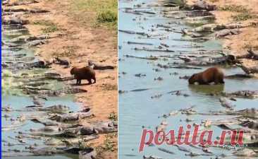 Водосвинка не обратила внимания на крокодилов и погрузилась в водоём