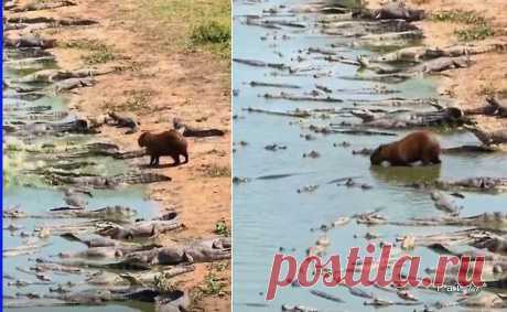Водосвинка не обратила внимания на крокодилов и погрузилась в водоём