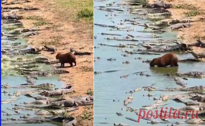 Водосвинка не обратила внимания на крокодилов и погрузилась в водоём