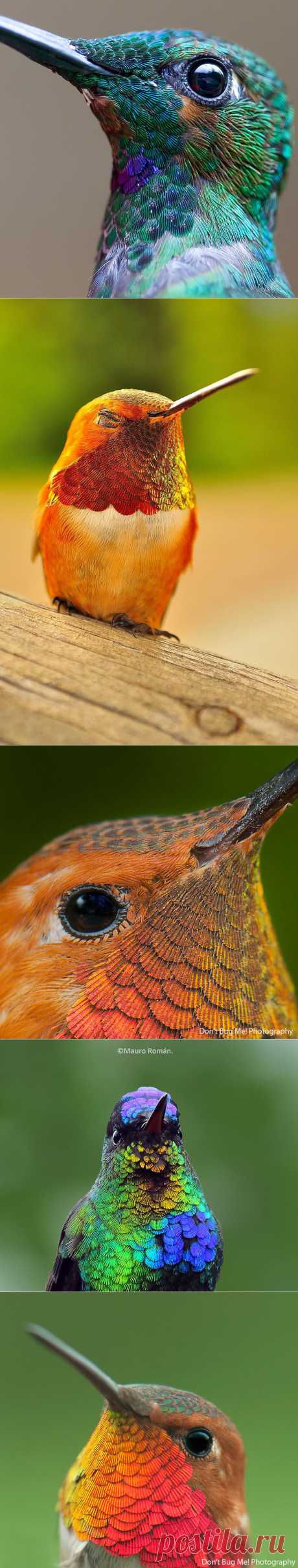 20 Stunning close-ups of beautiful Hummingbirds | Coolphotos | Daily Inspiration on WhereCoolThingsHappen