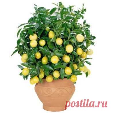 Выращиваем лимонное дерево в чашке.