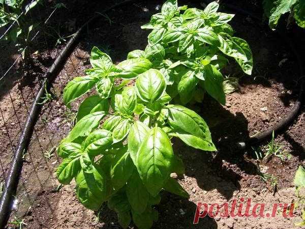 Когда сажать базилик на рассаду в 2020 году по лунному календарю в апреле, мае, июне, как правильно сеять на рассаду в домашних условиях в улитку