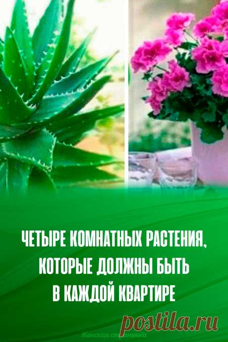 Четыре комнатных растения, которые должны быть в каждой квартире