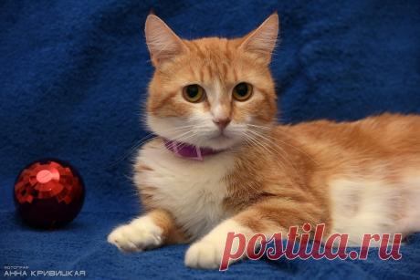 Прекрасная ,,апельсиновая" Челси!!! 
Санкт-Петербург!Челси - яркая рыжая красавица с игривым нравом. Мраморная шубка цвета «карамельный апельсин со взбитыми сливками», двухцветный носик и пронзительный взгляд - уникальность прекрасной Ч…