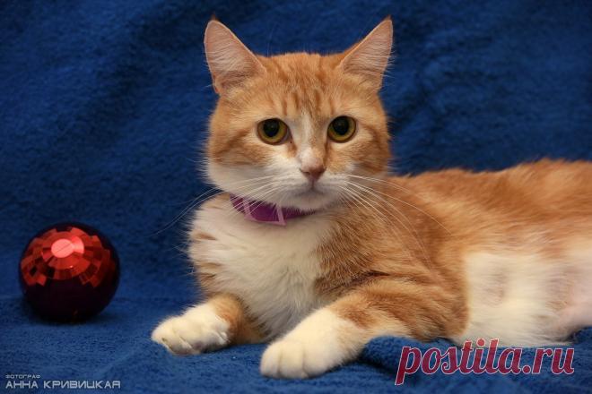 Прекрасная ,,апельсиновая