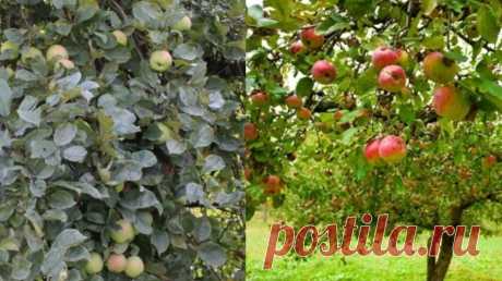 Привожу в порядок яблоневый сад под зиму. Смотрите, как я обрезаю деревья без ошибок | О Фазенде. Загородная жизнь | Дзен