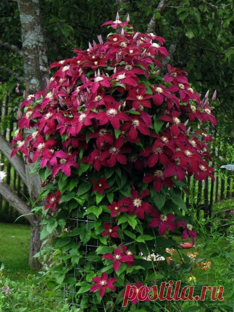 (526) Pinterest
