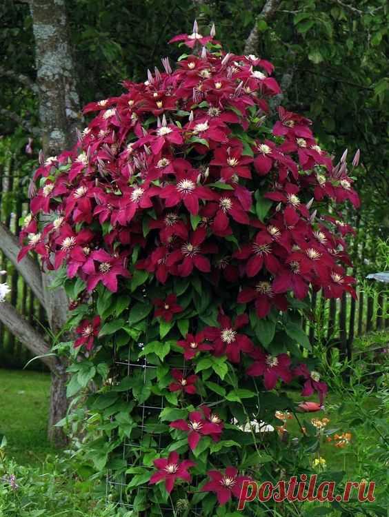 (526) Pinterest