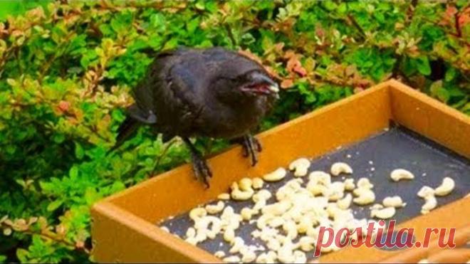 Девушка годами подкармливала ворон, и то как они ее отблагодарили просто невероятно