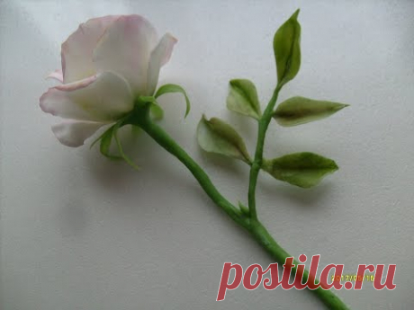 М.К. Шиповник. Чашелистик и цветоножка.