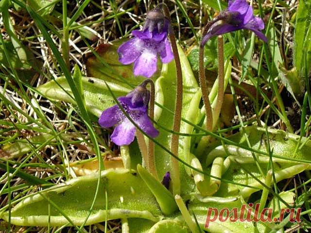 Жирянка обыкновенная (Pinguicula vulgaris).