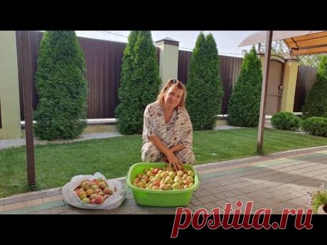 Монилиоз — это грибковое заболевание, которое вызывает гниение яблок прямо на деревьях