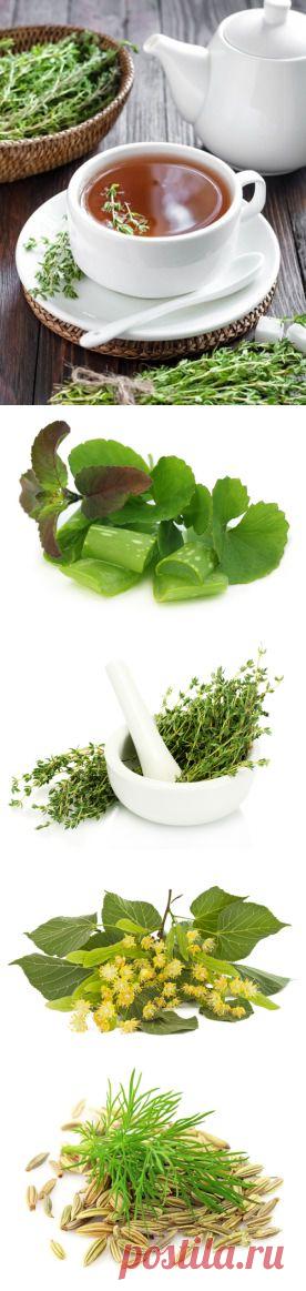 Полезные травяные чаи