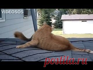 Белка играет с котом.