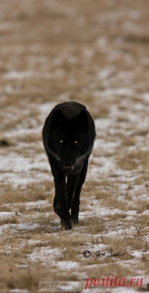 Найдено на сайте jessleephotos.com.