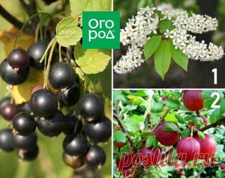 Опасное соседство: никогда не сажайте эти деревья и кустарники рядом! | Уход за садом (Огород.ru)