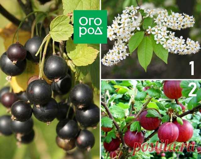 Опасное соседство: никогда не сажайте эти деревья и кустарники рядом! | Уход за садом (Огород.ru)