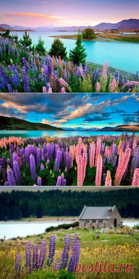 Люпиновые поляны на озере Текапо. Одной из самых чудесных новозеландских красот является горное озеро Текапо, расположенное на острове Южный. Вдоль побережья можно лицезреть долину люпинов, цветовая палитра которых завораживает своей блистательностью и уникальностью оттенков: сине-фиолетовые, оранжево-красные, бело-розовые, салатово-сиреневые.