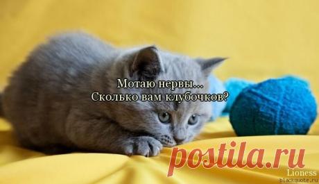 Котик.