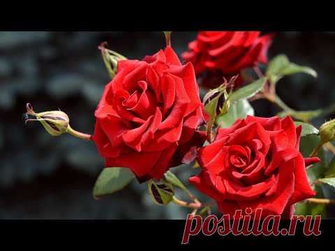 Музыка для Души и Цветы (Beautiful flowers) !!!