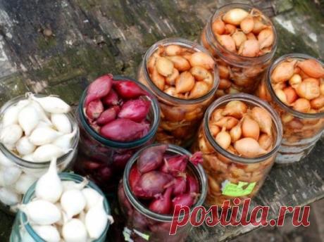 Почему лук растет в стрелку, что делать, как спасти