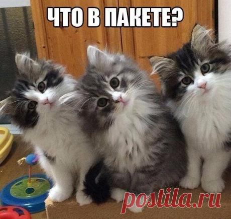 Кулинарные рецепты