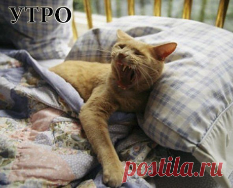 Распорядок дня.