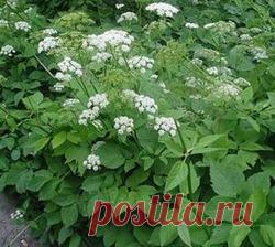 Сныть пищевая - сныть