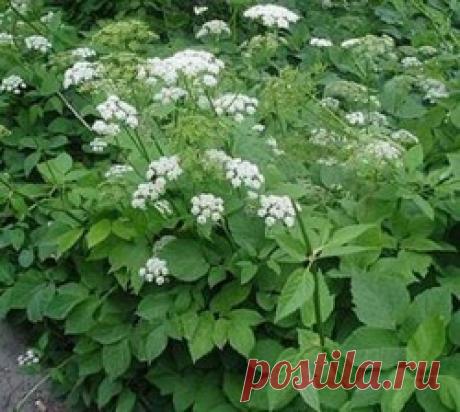 Сныть пищевая - сныть