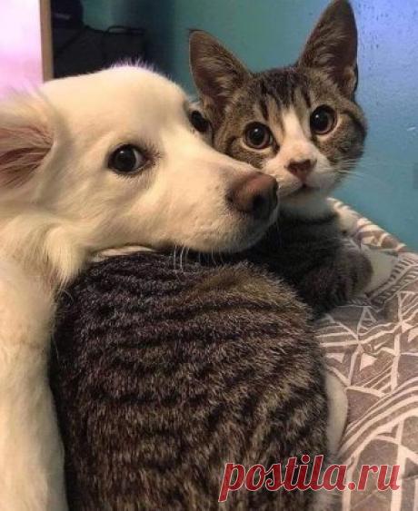 Друг – это одна душа...
Живущая в двух телах...
Аристотель))