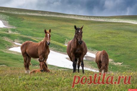 Фото: Лошади. Фотолюбитель Игорь Сикорский. Фото животных. Фотосайт Расфокус.ру