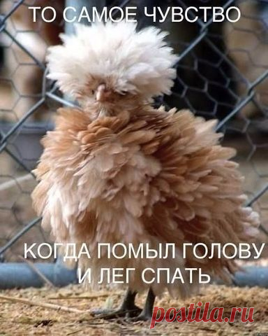 (5) Одноклассники