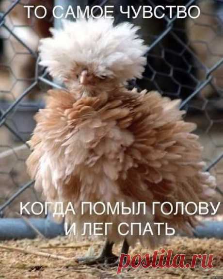(5) Одноклассники