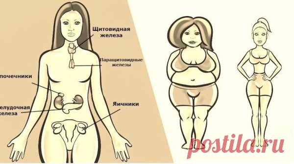 Вот 6 гормонов, которые мешают вам похудеть! Чтобы быстрее сбросить лишний вес следуйте моим советам.
Среди главных проблем мы подчеркнем такие:
Снижение резистентности к инсулину.
Низкий уровень кортизола.
Дисбаланс уровня эстрогена.
Лептин и переедание.
Низкий уровень тестостерона.
Проблемы со щитовидной железой.
1. Снижение резистентности к инсулину.
Инсулин — это гормон, о котором вы, вероятно, слышали.
Когда вы устойчивы к инсулину, ваше тело не реагирует на него так,...