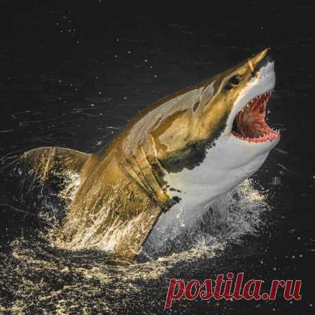 Акулы в объективе