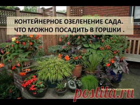 Контейнерное озеленение сада . Что можно посадить в горшки.