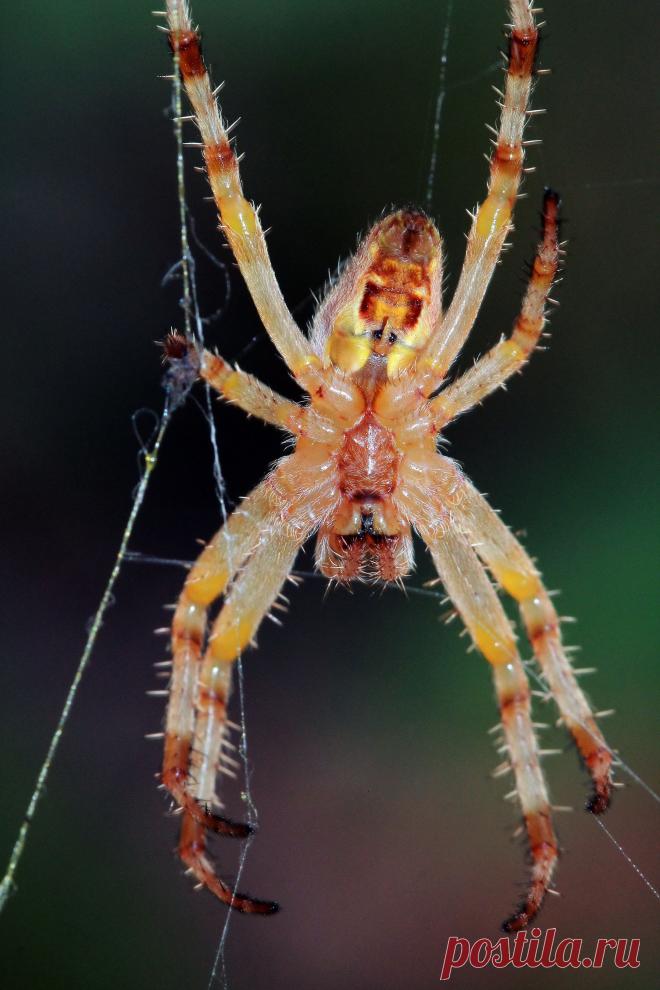 Паук.