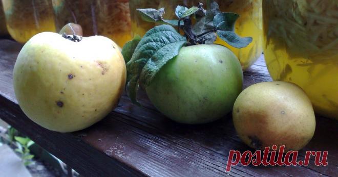 Яблочный самогон из Нормандии. Гоним кальвадос | Домашний алкоголь | Яндекс Дзен