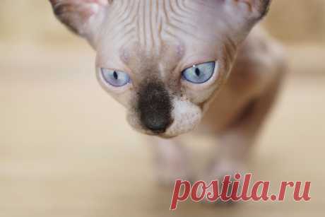 Канадский Сфинкс