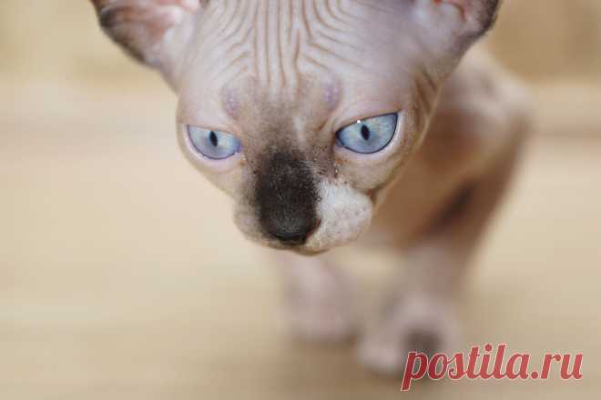 Канадский Сфинкс