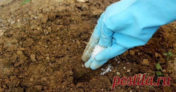 Поваренная соль на даче: необычные способы применения Поваренную соль можно использовать не только на кухне, но и в огороде. Средство это дешевое, доступное и достаточно эффективное. Главное,